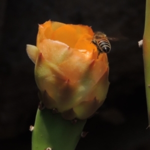 Apis mellifera at Chakola, NSW - 26 Dec 2019