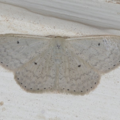 Scopula optivata (Varied Wave) at Ainslie, ACT - 23 Feb 2020 by jbromilow50