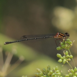 Nososticta solida at Chakola, NSW - 26 Dec 2019 12:38 PM