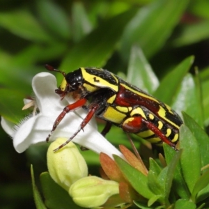 Eupoecila australasiae at Evatt, ACT - 1 Mar 2020