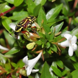 Eupoecila australasiae at Evatt, ACT - 1 Mar 2020