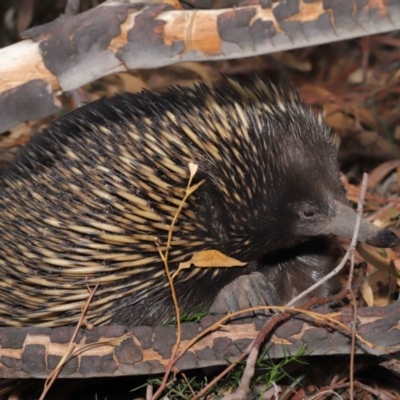 Tachyglossus aculeatus (Short-beaked Echidna) at Acton, ACT - 29 Feb 2020 by TimL