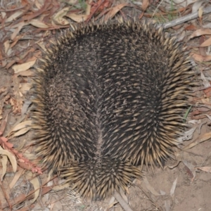 Tachyglossus aculeatus at Acton, ACT - 29 Feb 2020