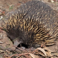 Tachyglossus aculeatus at Acton, ACT - 29 Feb 2020