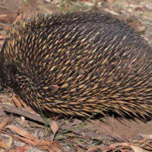 Tachyglossus aculeatus at Acton, ACT - 29 Feb 2020