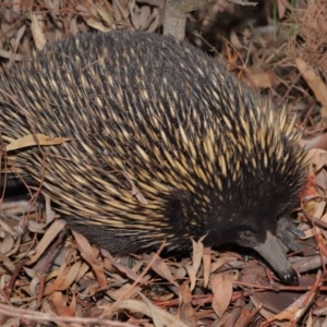 Tachyglossus aculeatus at Acton, ACT - 29 Feb 2020