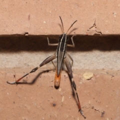 Macrotona securiformis (Inland Macrotona) at Evatt, ACT - 29 Feb 2020 by TimL