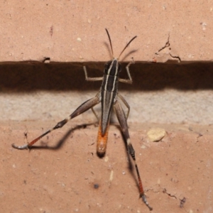 Macrotona securiformis at Evatt, ACT - 29 Feb 2020