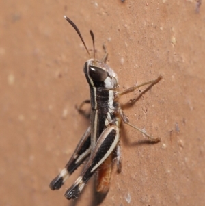 Macrotona securiformis at Evatt, ACT - 29 Feb 2020 05:54 PM