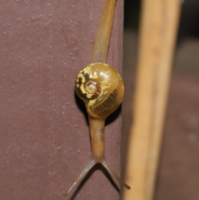 Mysticarion porrectus (Golden Semi-slug) at Acton, ACT - 29 Feb 2020 by TimL