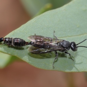 Tiphiidae (family) at Acton, ACT - 29 Feb 2020 10:58 AM