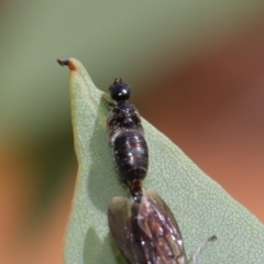 Tiphiidae (family) at Acton, ACT - 29 Feb 2020 10:58 AM