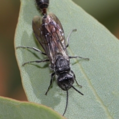 Tiphiidae (family) at Acton, ACT - 29 Feb 2020 10:58 AM