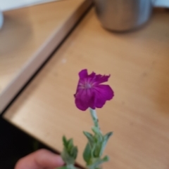 Silene coronaria (Rose Campion) at Rendezvous Creek, ACT - 4 Mar 2020 by nathkay