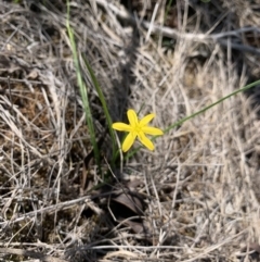 Hypoxis hygrometrica (Golden Weather-grass) at Mittagong, NSW - 27 Feb 2020 by BLSHTwo