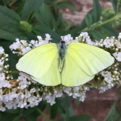 Catopsilia pomona (Lemon Migrant) at Lower Borough, NSW - 3 Mar 2020 by mcleana