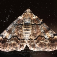 Cryphaea xylina (Woodland Geometrid) at Ainslie, ACT - 23 Feb 2020 by jb2602