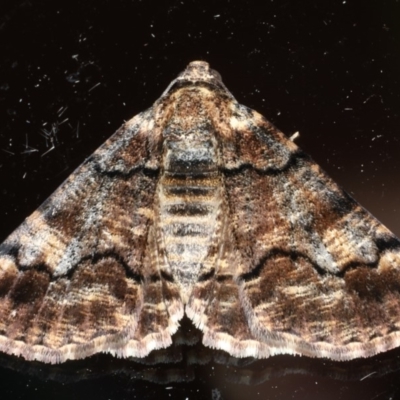 Cryphaea xylina (Woodland Geometrid) at Ainslie, ACT - 23 Feb 2020 by jbromilow50