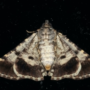 Cryphaea xylina at Ainslie, ACT - 23 Feb 2020