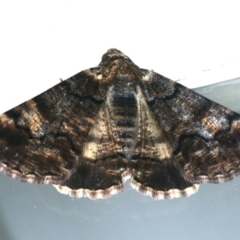 Cryphaea xylina (Woodland Geometrid) at Ainslie, ACT - 23 Feb 2020 by jb2602