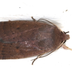 Proteuxoa porphyrescens (Red Noctuid) at Ainslie, ACT - 23 Feb 2020 by jb2602