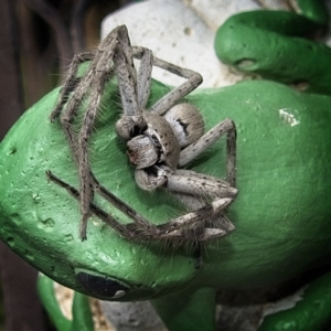 Isopeda sp. (genus) at Banks, ACT - 4 Mar 2020