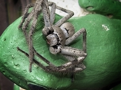 Isopeda (genus) (Huntsman Spider) at Banks, ACT - 4 Mar 2020 by UserfaKgHkxs
