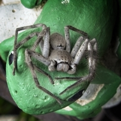 Isopeda sp. (genus) at Banks, ACT - 4 Mar 2020 12:44 PM