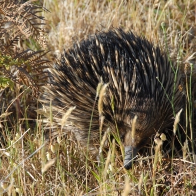 Tachyglossus aculeatus (Short-beaked Echidna) at Penrose - 9 Nov 2013 by Emma.D