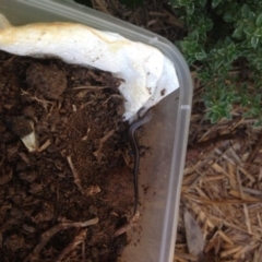 Lampropholis sp. at Penrose - 28 Jan 2014 by Emma.D