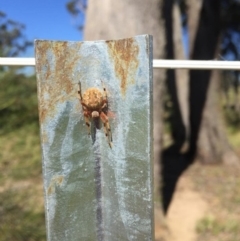 Araneus hamiltoni (Hamilton's Orb Weaver) at Penrose, NSW - 29 Dec 2014 by Emma.D