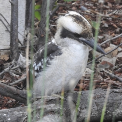 Dacelo novaeguineae (Laughing Kookaburra) at Burradoo, NSW - 3 Mar 2020 by GlossyGal