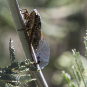 Galanga labeculata at Dunlop, ACT - 27 Feb 2020