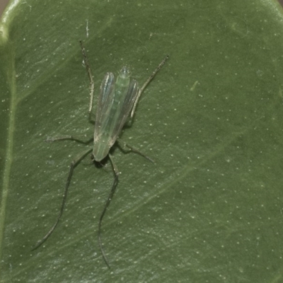 Chironomidae (family) (Non-biting Midge) at Higgins, ACT - 26 Dec 2019 by AlisonMilton