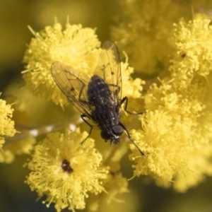 Helina sp. (genus) at Higgins, ACT - 28 Aug 2019 10:03 AM