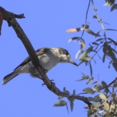 Cracticus torquatus at Higgins, ACT - 28 Feb 2020