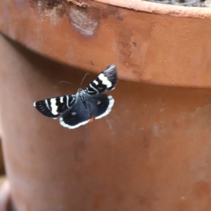 Phalaenoides glycinae at Cook, ACT - 2 Mar 2020 04:10 PM