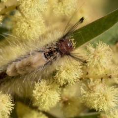 Orgyia anartoides (Painted Apple Moth) at Acton, ACT - 27 Sep 2019 by AlisonMilton