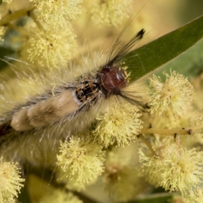 Orgyia anartoides (Painted Apple Moth) at Acton, ACT - 27 Sep 2019 by AlisonMilton
