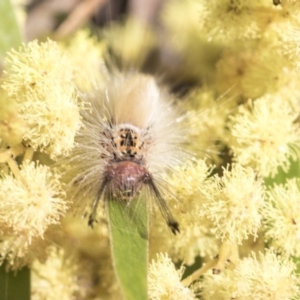 Orgyia anartoides at Acton, ACT - 27 Sep 2019