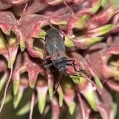 Oncopeltus (Oncopeltus) sordidus (Milk vine bug) at Acton, ACT - 27 Sep 2019 by AlisonMilton