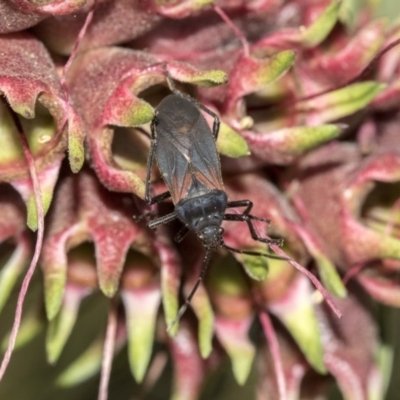 Oncopeltus (Oncopeltus) sordidus (Milk vine bug) at ANBG - 27 Sep 2019 by AlisonMilton
