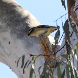 Pardalotus striatus at Bruce, ACT - 30 Sep 2019 01:33 PM