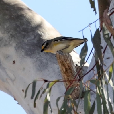 Pardalotus striatus (Striated Pardalote) at Bruce, ACT - 30 Sep 2019 by Alison Milton