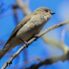 Pachycephala pectoralis (Golden Whistler) at Bruce, ACT - 30 Sep 2019 by Alison Milton