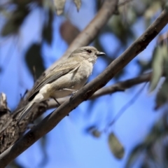 Pachycephala pectoralis at Bruce, ACT - 30 Sep 2019