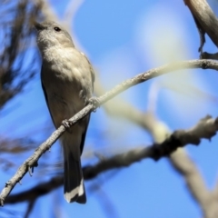 Pachycephala pectoralis at Bruce, ACT - 30 Sep 2019