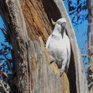 Cacatua galerita at Bruce, ACT - 30 Sep 2019