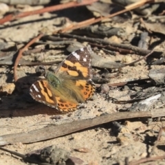 Vanessa kershawi (Australian Painted Lady) at Bruce Ridge to Gossan Hill - 30 Sep 2019 by AlisonMilton