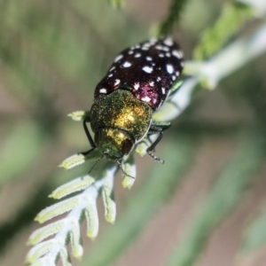 Diphucrania leucosticta at Dunlop, ACT - 27 Feb 2020